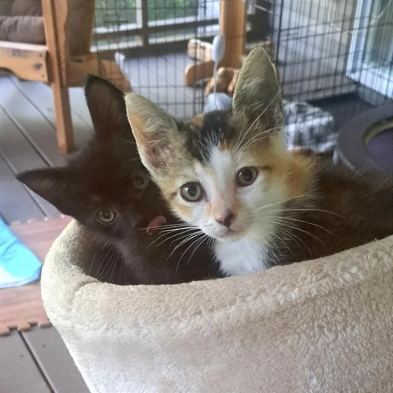 A baby small-sized female Black Domestic Medium Hair cat named Pickles for adoption in Chattanooga, TN