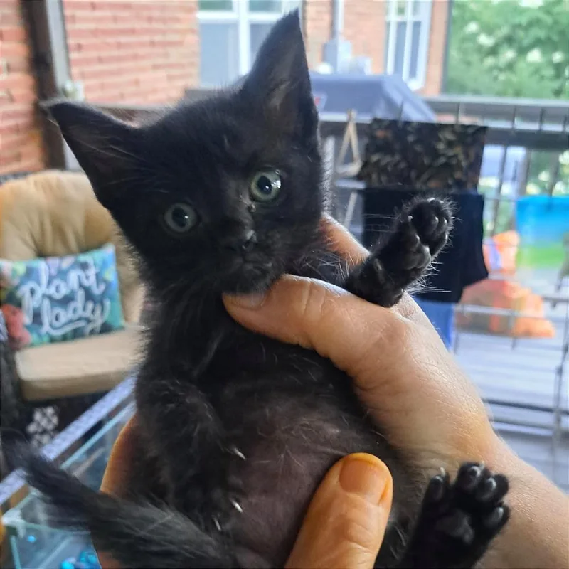 Pickles thumbnail 2