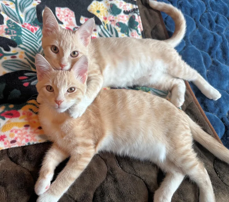 A baby medium-sized male Buff & White Domestic Short Hair cat named Tushy and Badonkadonk for adoption in Cincinnati, OH