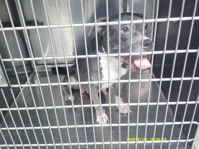 A young medium-sized female Pit Bull Terrier dog named Dolly for adoption in Oklahoma City, OK