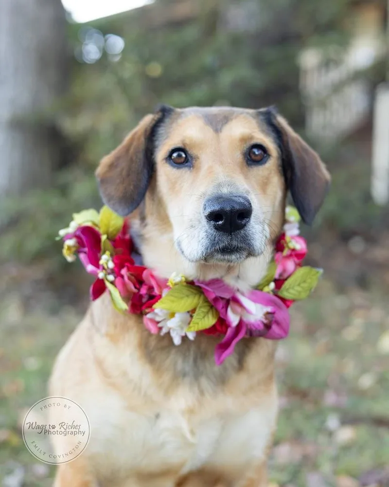 An adult medium-sized female White / Cream Labrador Retriever dog named Luna for adoption in Tuscaloosa, AL