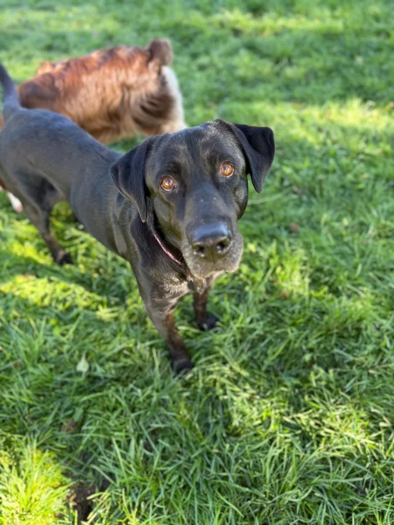 A senior large-sized female Labrador Retriever dog named Winnie for adoption in Salt Lake City, UT