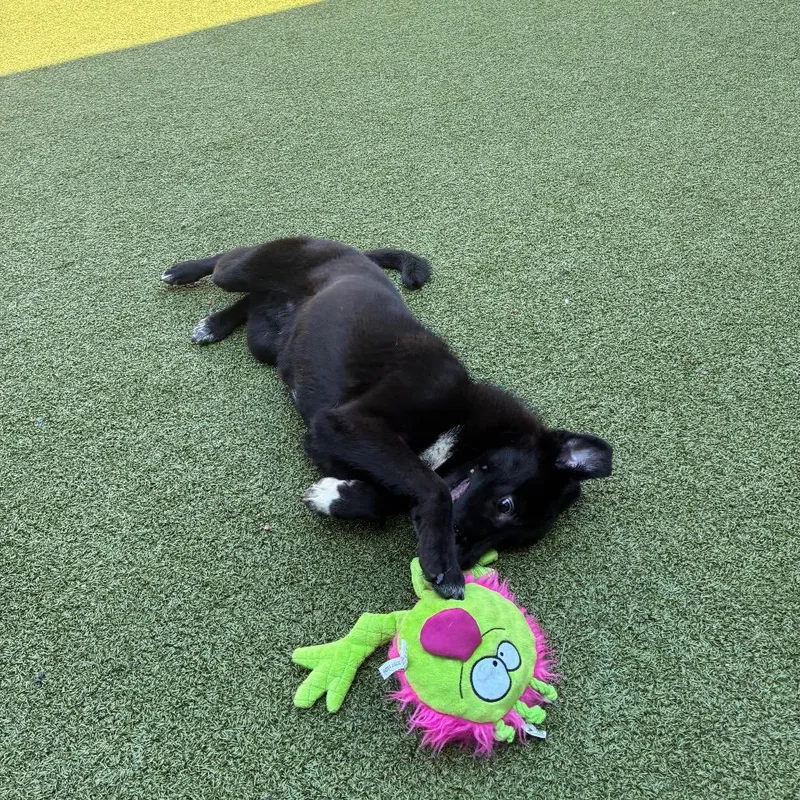 A young small-sized male Black Border Collie dog named Ozone for adoption in Greensboro, NC