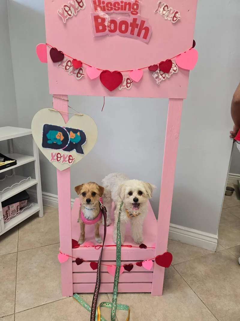 A baby small-sized female White / Cream Chihuahua dog named Bambi & Bree for adoption in Fort Lauderdale, FL