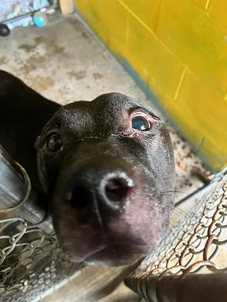 A senior large-sized male Mixed Breed dog named Tazz for adoption in New Manchester, WV