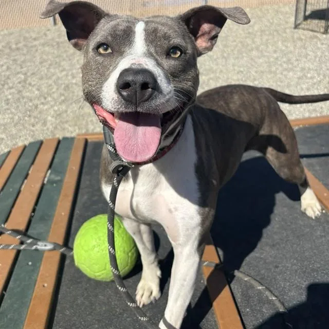 A young large-sized female American Staffordshire Terrier dog named Clover for adoption in Lincolnton, NC