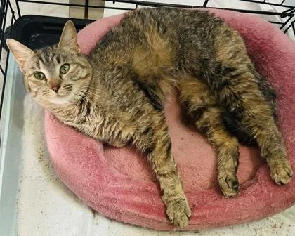 A young small-sized female Domestic Short Hair cat named Allegra for adoption in Wilkesboro, NC