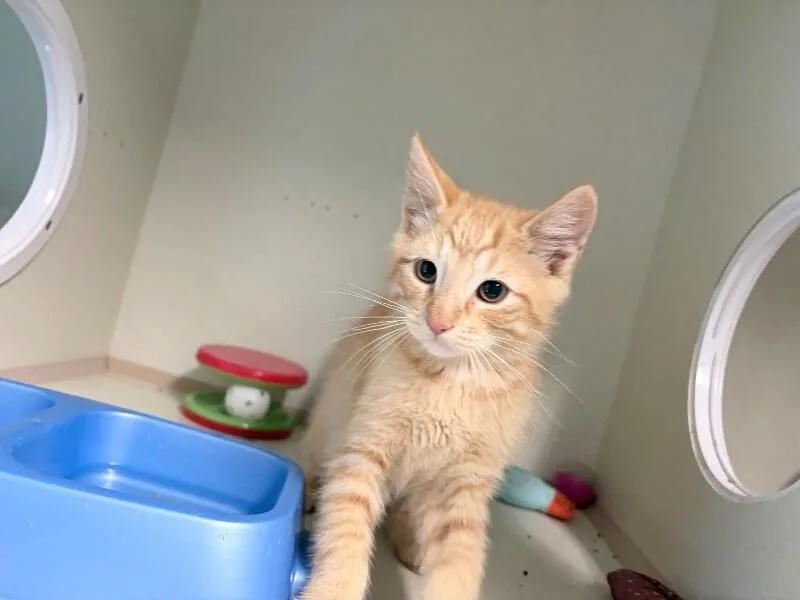 A young medium-sized male Orange / Red Domestic Short Hair cat named Persimmon for adoption in Fort Collins, CO