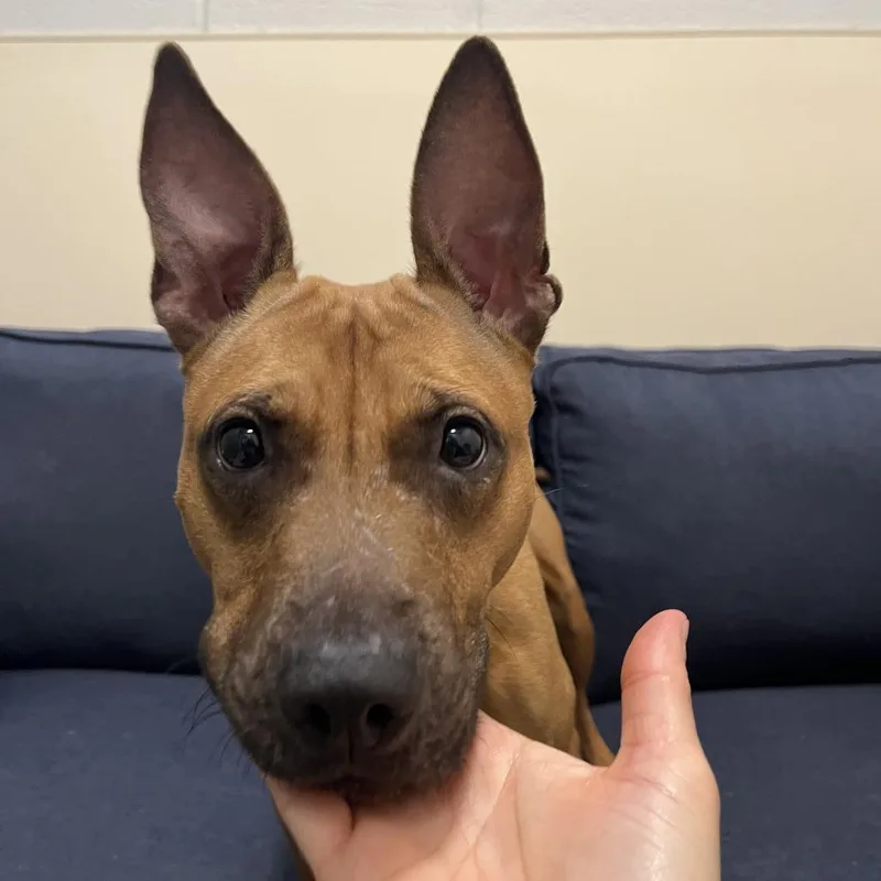 An adult medium-sized female Brown / Chocolate Mixed Breed dog named Beignet for adoption in Chicago, IL