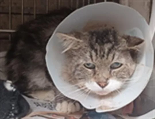 A senior large-sized male Domestic Short Hair cat named Fred for adoption in Baldwin Park, CA