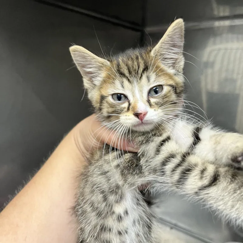 A baby small-sized male Brown / Chocolate Domestic Short Hair cat named Bongo for adoption in Birmingham, AL