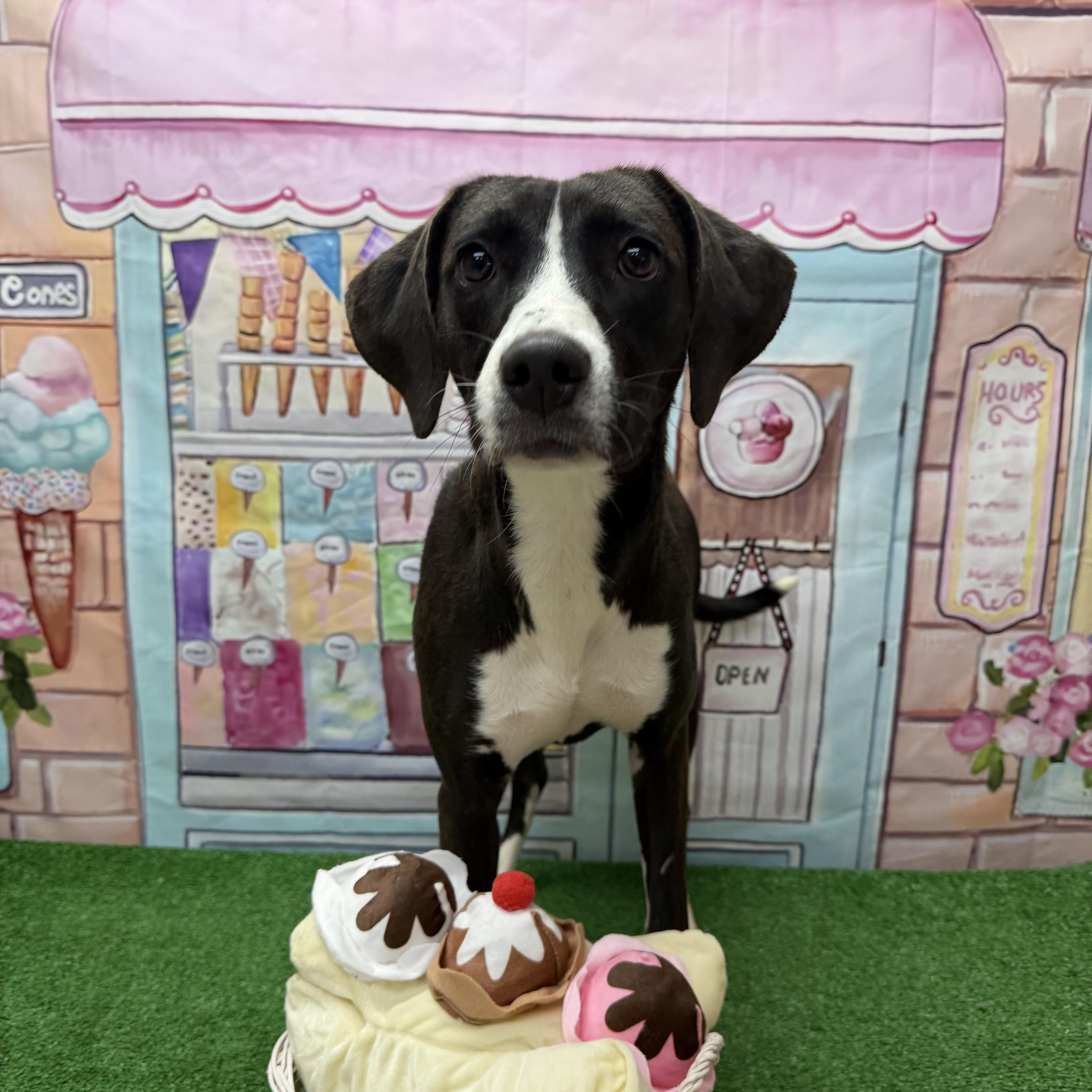 A young medium-sized female Black Hound dog named Cowgirl for adoption in Statesboro, GA