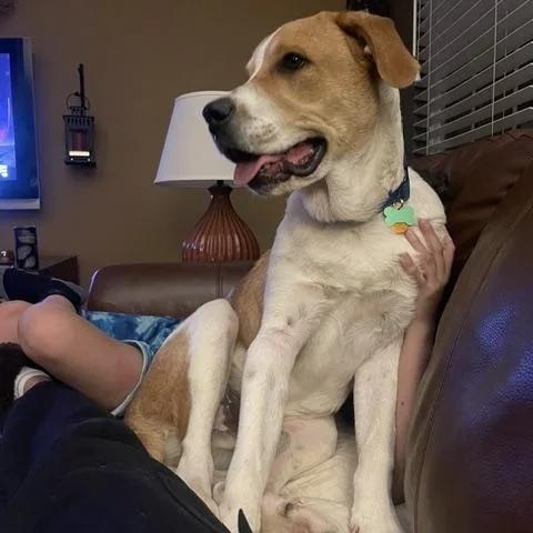 A young large-sized male Tricolor (Brown, Black, & White) Saint Bernard dog named Hector for adoption in Aspen, CO