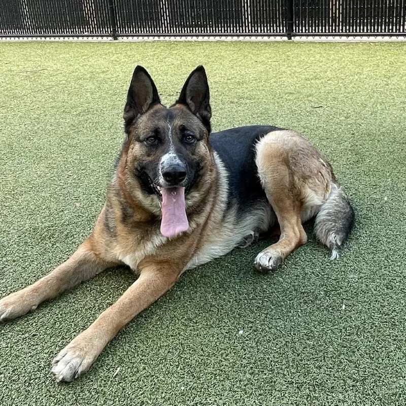 Cinderella thumbnail 2