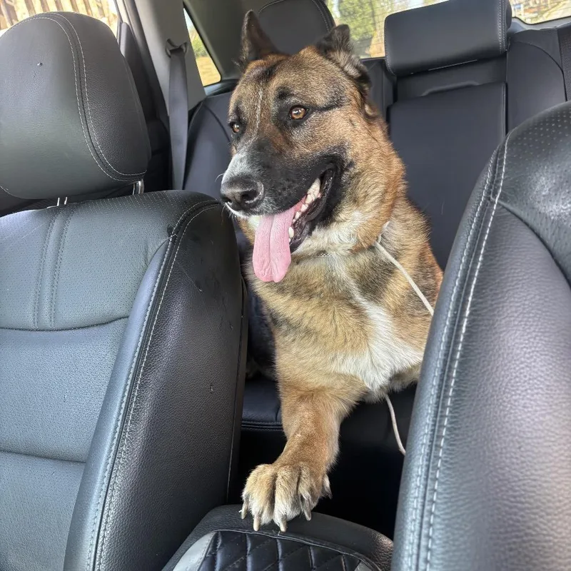 Cinderella thumbnail 3