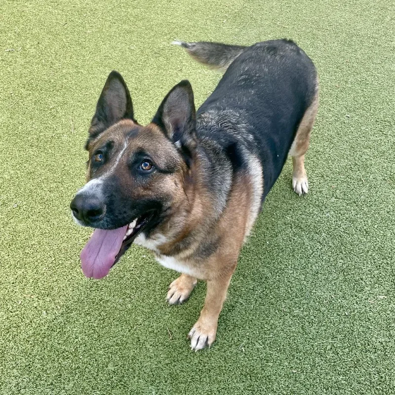 Cinderella thumbnail 5