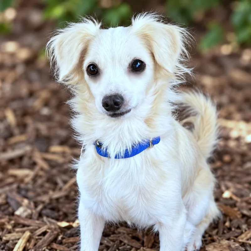 An adult small-sized male White / Cream Papillon dog named Feta for adoption in Boerne, TX