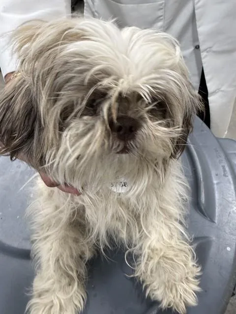 A young small-sized female Shih Tzu dog named Brooke for adoption in Upper Marlboro, MD