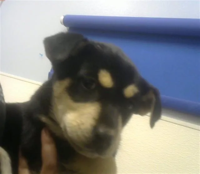 A baby small-sized female German Shepherd Dog dog named Lilo for adoption in Albuquerque, NM