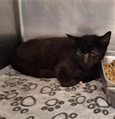 A young medium-sized female Domestic Short Hair cat named Miki for adoption in Hagerstown, MD