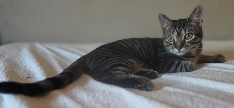 Weetabix thumbnail 2