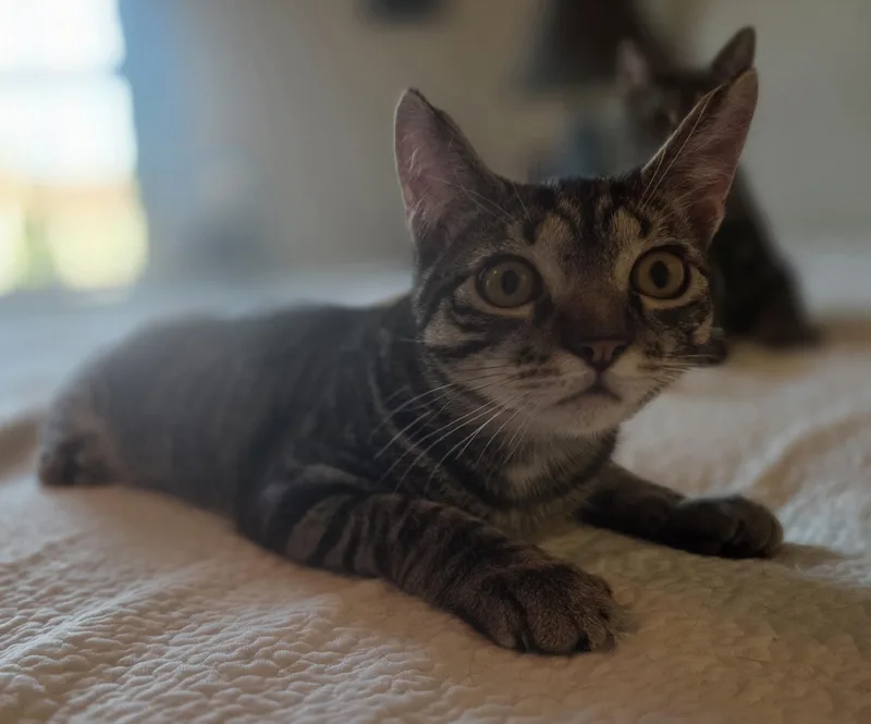 Weetabix thumbnail 3