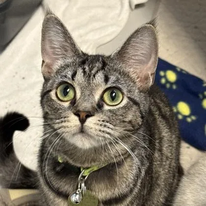 An adult medium-sized female Tabby (Brown / Chocolate) Domestic Short Hair cat named Petra for adoption in Lansing, MI