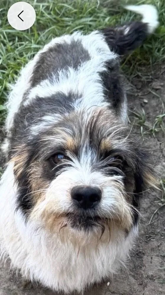 Bella