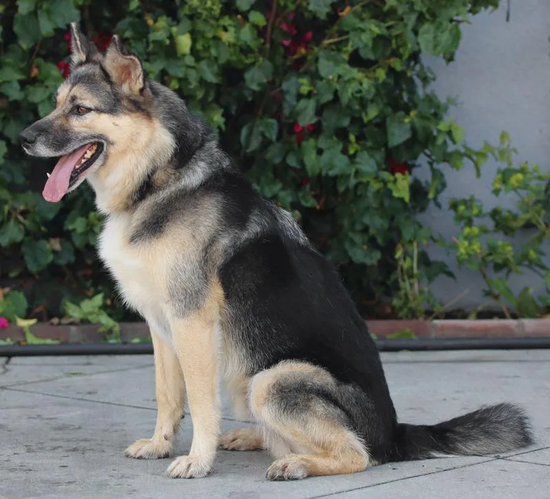 Whiskey Von Delano thumbnail 3