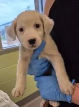 A young large-sized female Australian Shepherd dog named Emma for adoption in Kansas City, MO