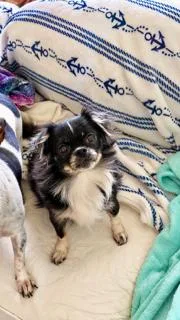 An adult small-sized female Japanese Chin dog named Suki for adoption in Tifton, GA