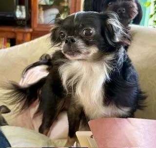 Suki thumbnail 3