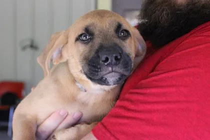 A young large-sized male Labrador Retriever dog named Sheldon for adoption in Kansas City, MO