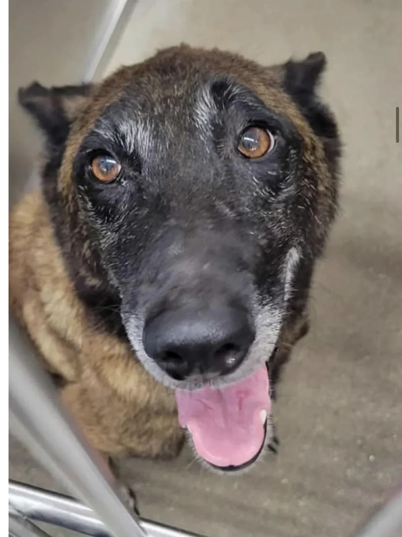 A senior large-sized female Brown / Chocolate Belgian Shepherd / Malinois dog named Nova for adoption in Lemont, IL
