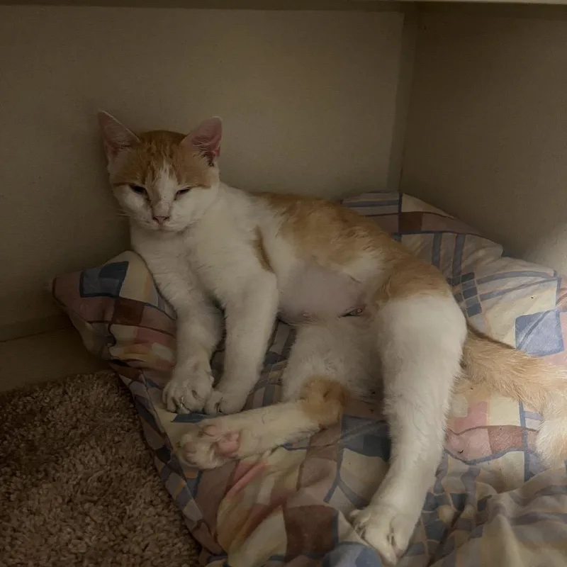 An adult medium-sized female Orange / Red Domestic Short Hair cat named Japura for adoption in Normal, IL