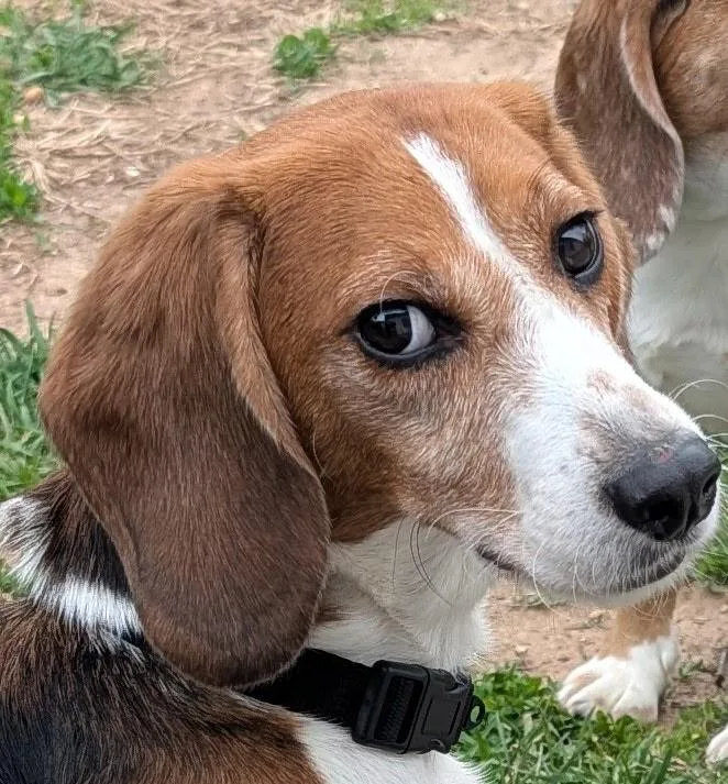 An adult medium-sized male Tricolor (Brown, Black, & White) Beagle dog named Kevin for adoption in South Plainfield, NJ