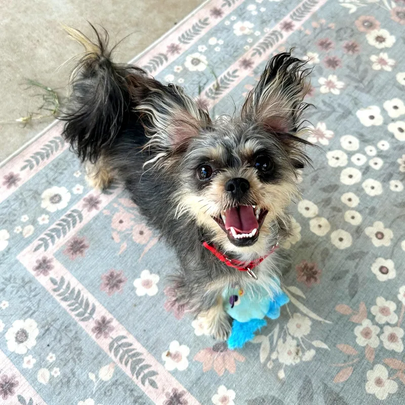 Amelia