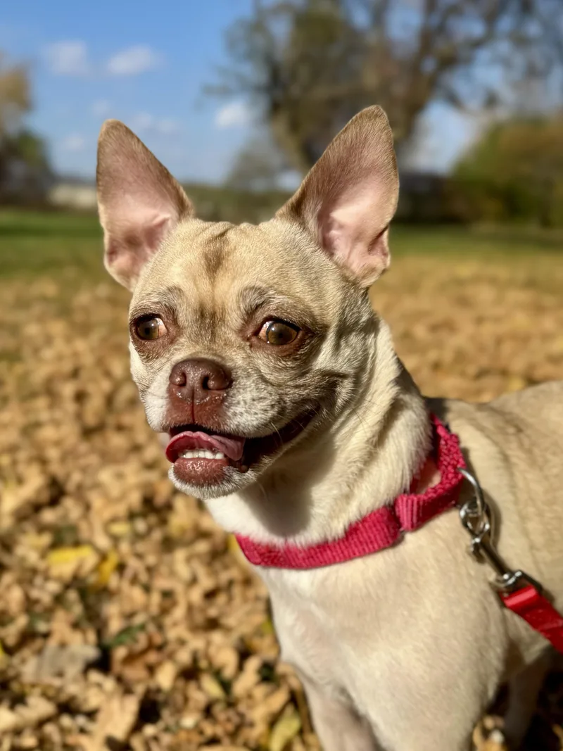 Charlee thumbnail 6