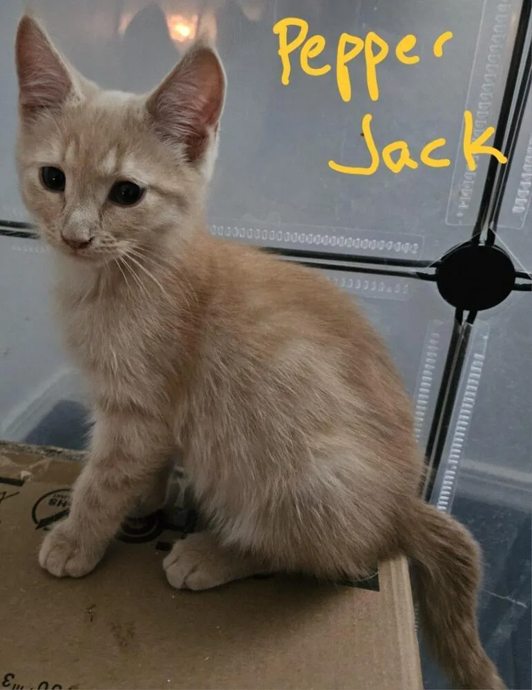 A baby small-sized male Tabby (Orange / Red) Domestic Short Hair cat named Pepper Jack for adoption in Albuquerque, NM