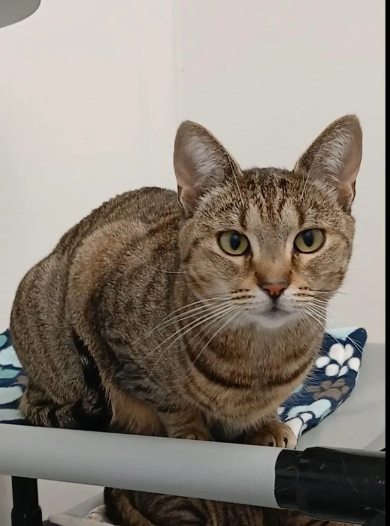 An adult medium-sized female Tabby cat named Soufflé for adoption in Bay City, MI