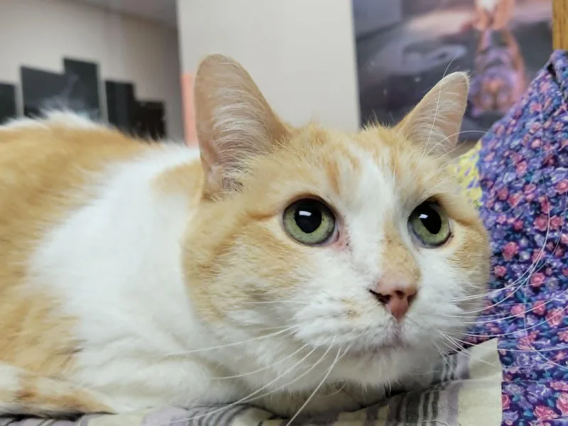 A senior medium-sized female Domestic Short Hair cat named Vera for adoption in Portage, WI