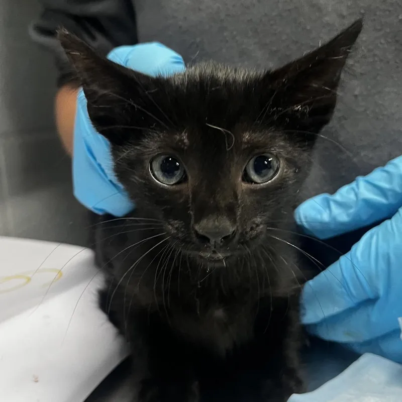 A baby small-sized female Black Domestic Short Hair cat named Paris for adoption in Summerville, SC