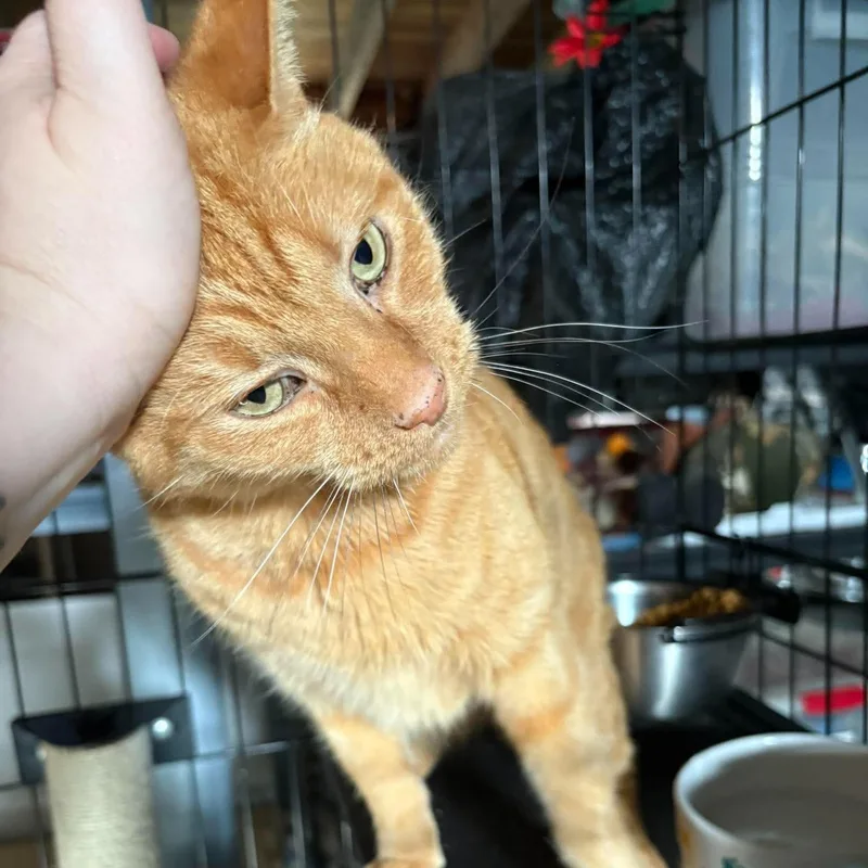 An adult large-sized male Tabby (Orange / Red) Domestic Short Hair cat named Tang for adoption in Bellmawr, NJ