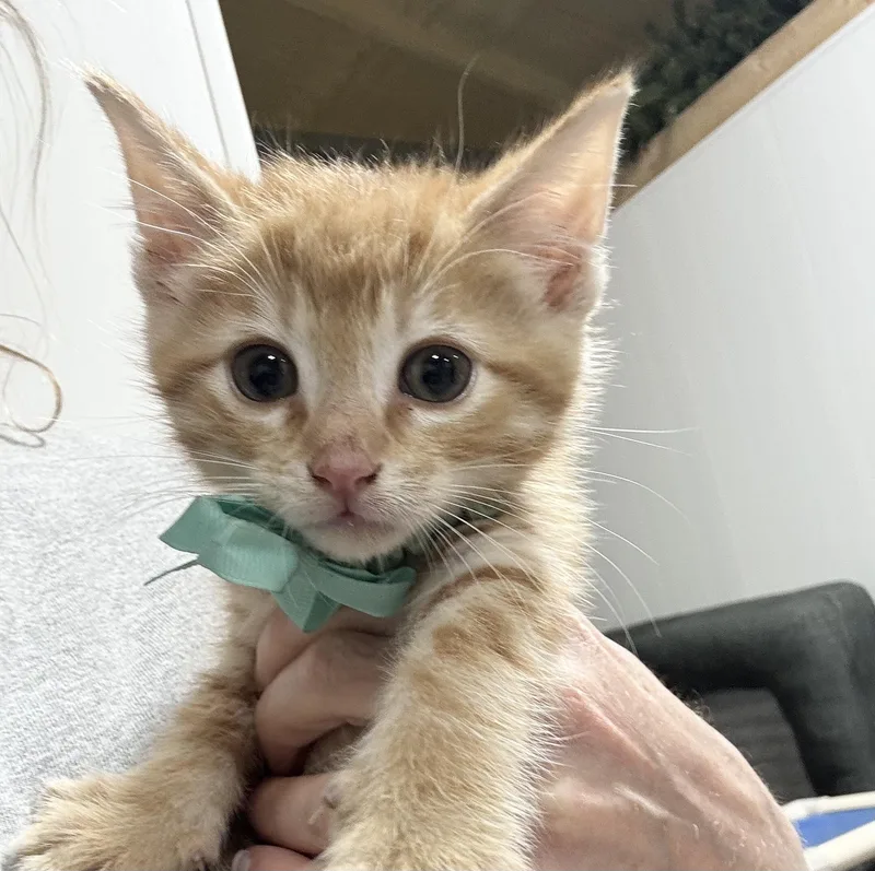 A baby medium-sized male Orange / Red Domestic Short Hair cat named Cuddly Randy for adoption in Burlington, NC