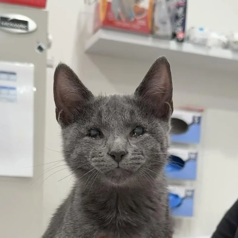 A baby medium-sized female Gray / Blue / Silver Domestic Short Hair cat named Nimbus for adoption in Evanston, IL