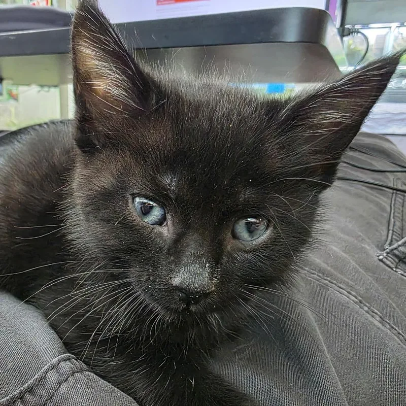 A baby small-sized male Black Domestic Short Hair cat named Stormy for adoption in Tustin, CA