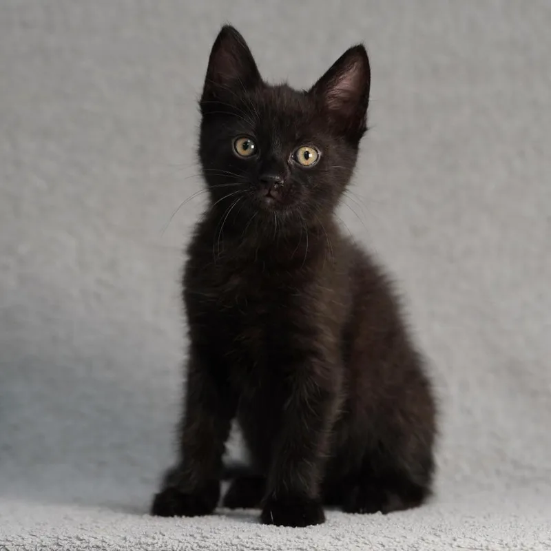 A baby small-sized male Black Domestic Short Hair cat named Chuck for adoption in Sunnyvale, CA