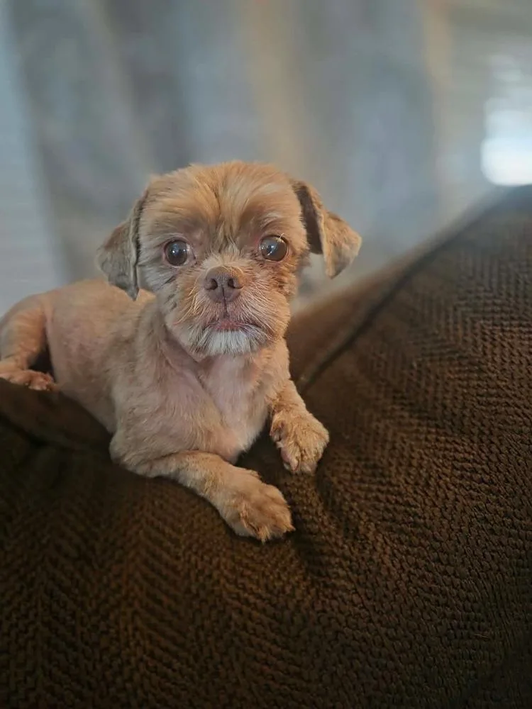 An adult small-sized male Brown / Chocolate Shih Tzu dog named Toby for adoption in Saugus, MA