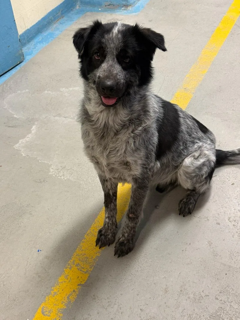 An adult medium-sized male Black Australian Cattle Dog / Blue Heeler dog named Goober for adoption in Phoenix, AZ