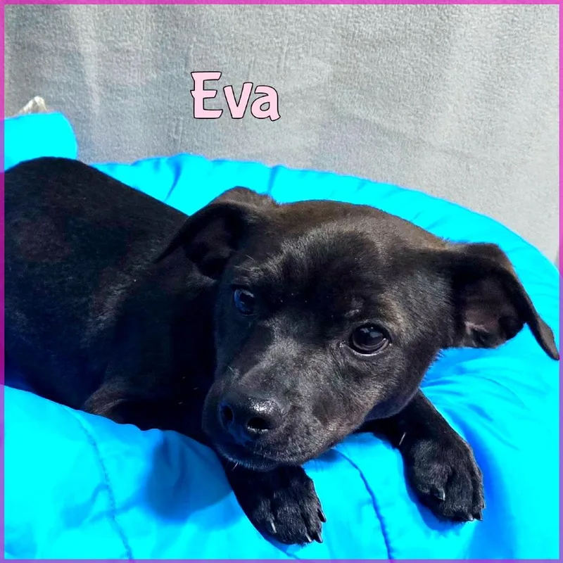 A young small-sized female Black Mixed Breed dog named Eva for adoption in Joliet, IL